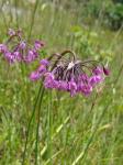 Allium allegheniense Small