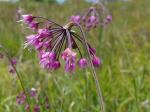 Allium allegheniense Small