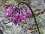 Allium allegheniense Small