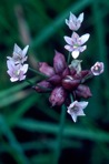Allium canadense L. var. canadense