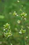Allium canadense L. var. canadense