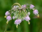 Allium cernuum Roth