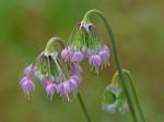 Allium cernuum Roth
