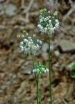 Allium oxyphilum Wherry