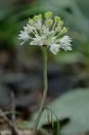 Allium tricoccum Ait.
