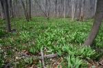 Allium tricoccum Ait.