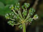Allium tricoccum Ait.