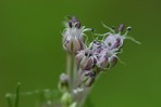 Allium vineale L.