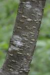 Alnus incana (L.) Moench ssp. rugosa (Du Roi) Clausen