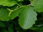 Alnus incana (L.) Moench ssp. rugosa (Du Roi) Clausen
