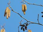 Alnus serrulata (Ait.) Willd.