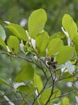 Alnus serrulata (Ait.) Willd.