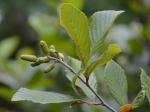 Alnus serrulata (Ait.) Willd.