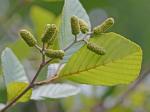 Alnus serrulata (Ait.) Willd.