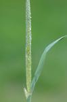 Alopecurus carolinianus Walt.