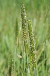 Alopecurus carolinianus Walt.
