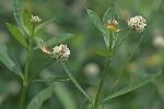 Alternanthera philoxeroides (Mart.) Griseb.