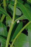 Alternanthera philoxeroides (Mart.) Griseb.