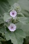 Althaea officinalis L.