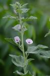 Althaea officinalis L.