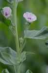 Althaea officinalis L.