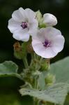 Althaea officinalis L.