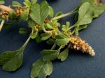 Amaranthus blitum L. ssp. emarginatus (Uline & W.L.Bray) Carr., Muñoz Garm., & Pedrol