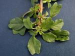 Amaranthus blitum L. ssp. emarginatus (Uline & W.L.Bray) Carr., Muñoz Garm., & Pedrol