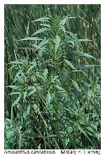 Amaranthus cannabinus (L.) J.D. Sauer