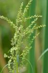 Amaranthus cannabinus (L.) J.D. Sauer
