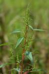 Amaranthus cannabinus (L.) J.D. Sauer