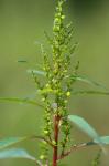 Amaranthus cannabinus (L.) J.D. Sauer
