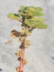 Amaranthus pumilus Rafinesque