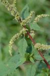 Amaranthus spinosus L.