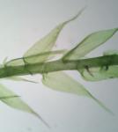 Amblystegium serpens (Hedwig) Schimper