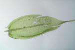Amblystegium serpens (Hedwig) Schimper
