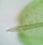 Amblystegium serpens (Hedwig) Schimper