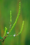 Ambrosia artemisiifolia L.