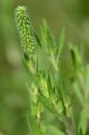 Ambrosia bidentata Michx.
