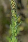 Ambrosia bidentata Michx.