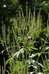 Ambrosia trifida L.