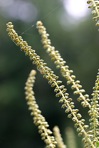 Ambrosia trifida L.