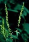 Ambrosia trifida L.