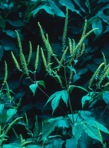 Ambrosia trifida L.
