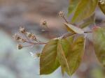 Amelanchier arborea (Michx. f.) Fernald