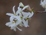 Amelanchier arborea (Michx. f.) Fernald