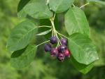 Amelanchier canadensis (L.) Medik.