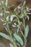 Amelanchier canadensis (L.) Medik.
