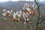 Amelanchier laevis Wieg.
