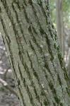 Amelanchier laevis Wieg.